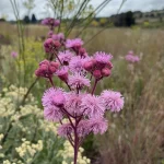 environmental consultants in South Africa