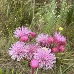 environmental consultants in South Africa