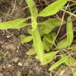 environmental consultants in South Africa